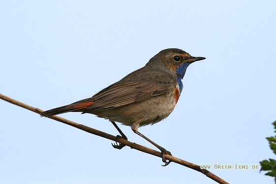 Blaukehlchen - Copyright Stefan Pfützke