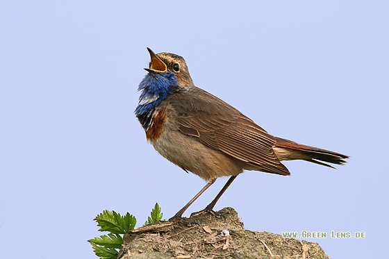 Blaukehlchen - Copyright Stefan Pfützke