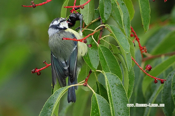 Blaumeise - Copyright Stefan Pfützke