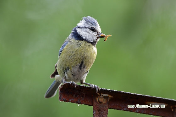 Blaumeise - Copyright Stefan Pfützke