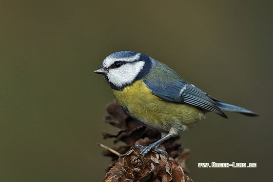 Blaumeise - Copyright Stefan Pfützke