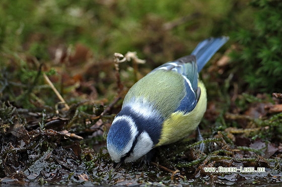 Blaumeise - Copyright Stefan Pfützke