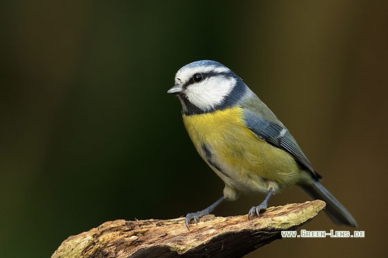 Blaumeise - Copyright Stefan Pfützke