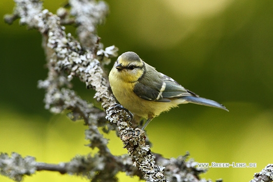 Blaumeise - Copyright Stefan Pfützke