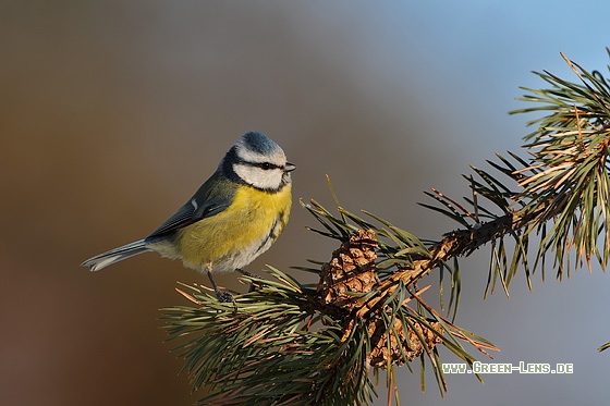 Blaumeise - Copyright Stefan Pfützke