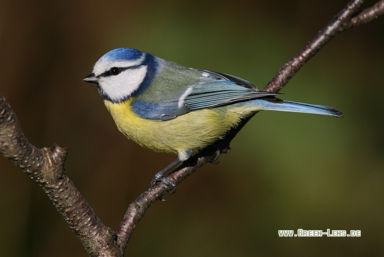 Blaumeise - Copyright Stefan Pfützke