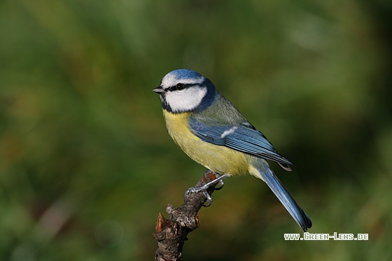 Blaumeise - Copyright Stefan Pfützke