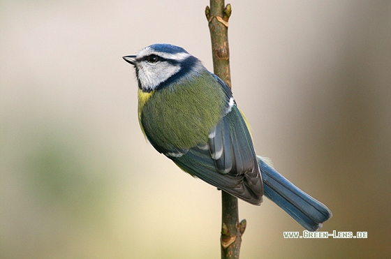 Blaumeise - Copyright Stefan Pfützke