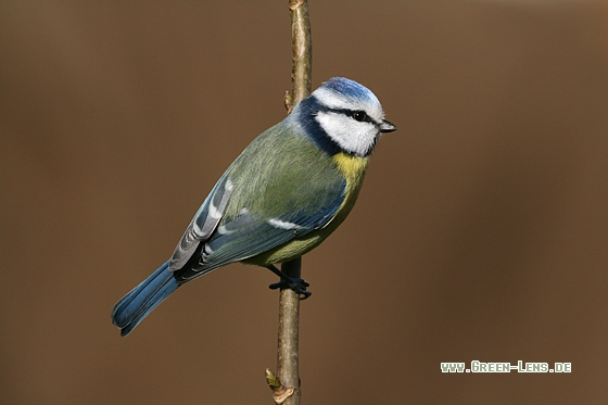 Blaumeise - Copyright Stefan Pfützke