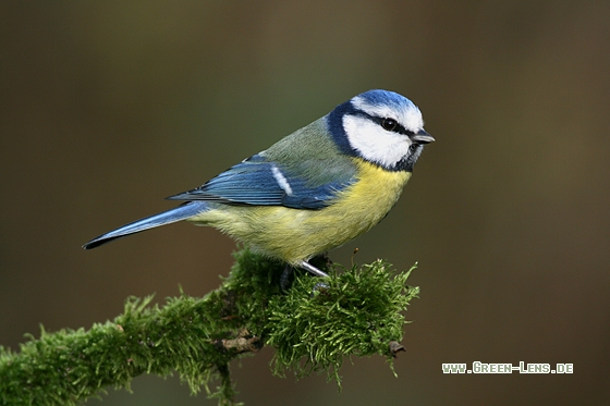 Blaumeise - Copyright Stefan Pfützke