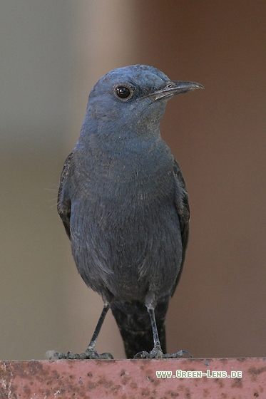 Blaumerle - Copyright Stefan Pfützke