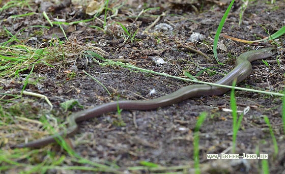 Blindschleiche - Copyright Stefan Pfützke