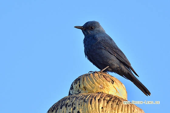 Blaumerle - Copyright Stefan Pfützke