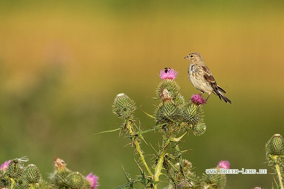 Bluthänfling - Copyright Stefan Pfützke