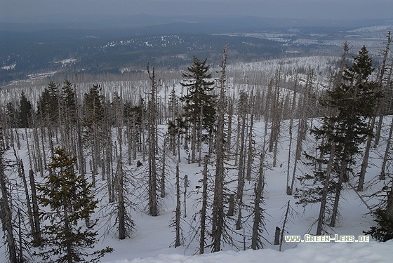 Waldsterben - Copyright Christian Gelpke