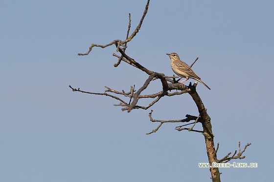 Brachpieper - Copyright Mathias Putze