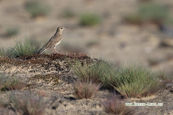 Brachpieper - Copyright Mathias Putze