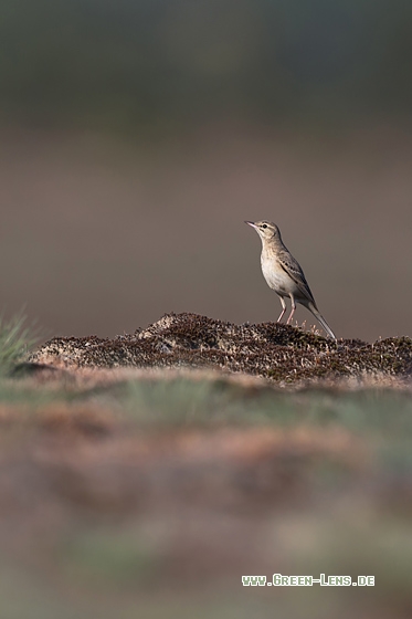 Brachpieper - Copyright Mathias Putze