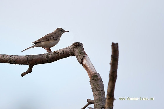 Brachpieper - Copyright Mathias Putze