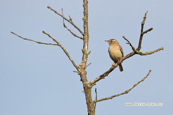 Brachpieper - Copyright Mathias Putze