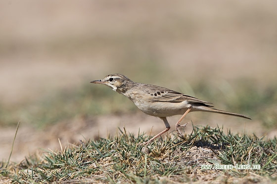 Brachpieper - Copyright Mathias Putze