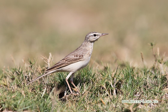 Brachpieper - Copyright Mathias Putze