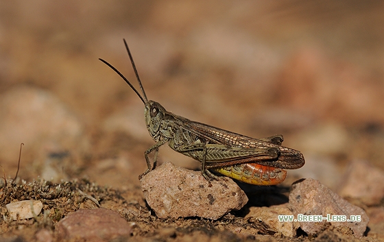 Brauner Grashüpfer - Copyright Stefan Pfützke