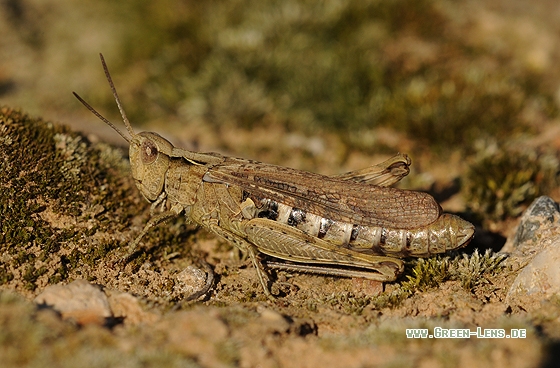 Brauner Grashüpfer - Copyright Christian Gelpke