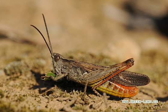 Brauner Grashüpfer - Copyright Christian Gelpke