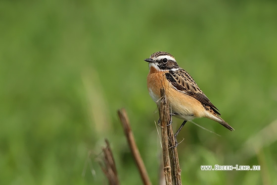 Braunkehlchen - Copyright Stefan Pfützke