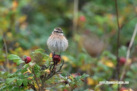 Braunkehlchen - Copyright Stefan Pfützke