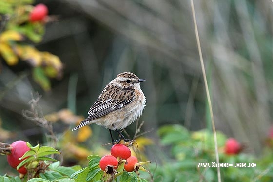 Braunkehlchen - Copyright Stefan Pfützke