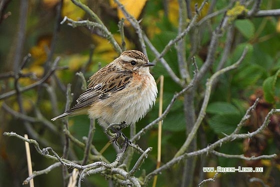 Braunkehlchen - Copyright Stefan Pfützke