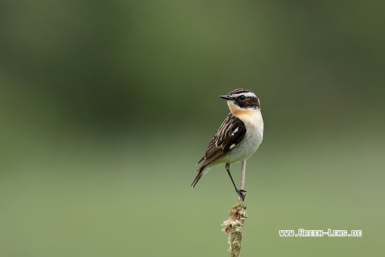 Braunkehlchen - Copyright Stefan Pfützke