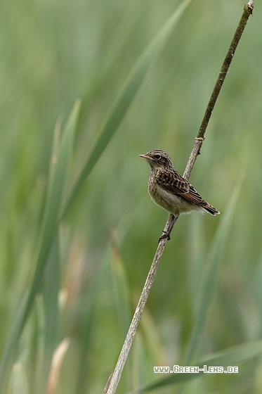 Braunkehlchen - Copyright Stefan Pfützke