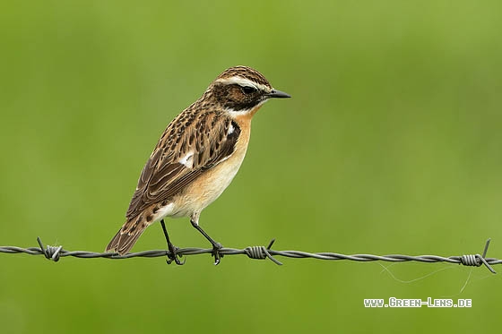 Braunkehlchen - Copyright Stefan Pfützke