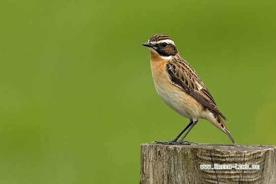 Braunkehlchen - Copyright Stefan Pfützke