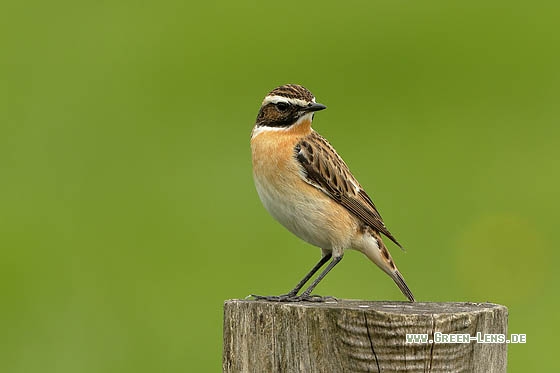 Braunkehlchen - Copyright Stefan Pfützke