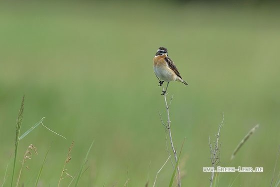 Braunkehlchen - Copyright Stefan Pfützke