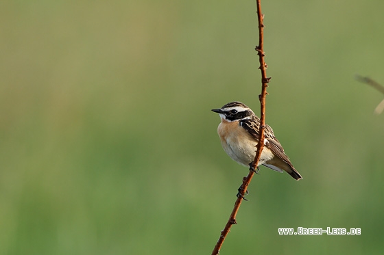 Braunkehlchen - Copyright Stefan Pfützke