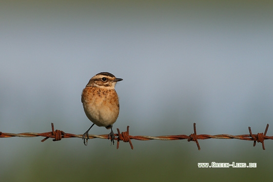 Braunkehlchen - Copyright Stefan Pfützke