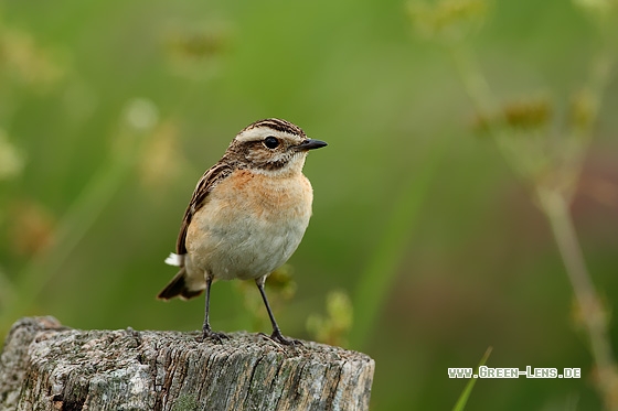 Braunkehlchen - Copyright Stefan Pfützke