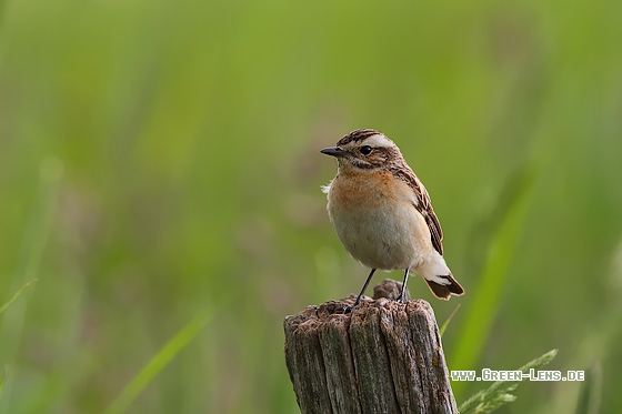 Braunkehlchen - Copyright Stefan Pfützke