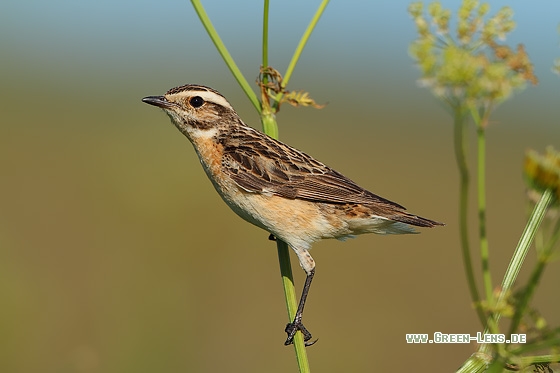 Braunkehlchen - Copyright Stefan Pfützke