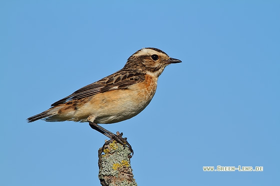 Braunkehlchen - Copyright Stefan Pfützke