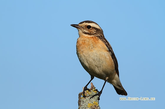 Braunkehlchen - Copyright Stefan Pfützke