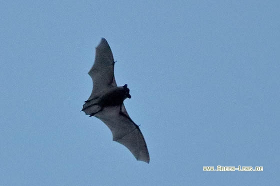 Breitflügelfledermaus - Copyright Stefan Pfützke