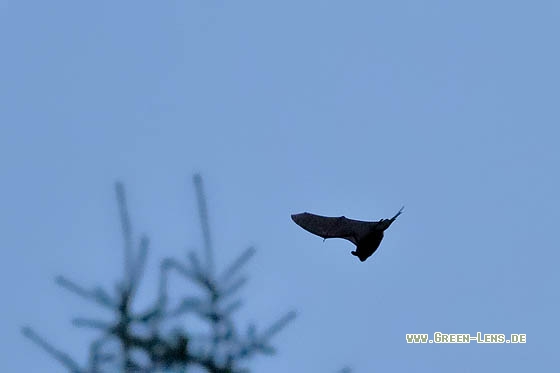 Breitflügelfledermaus - Copyright Stefan Pfützke