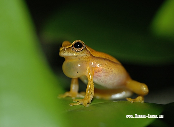 Bromelien-Laubfrosch - Copyright Christian Gelpke