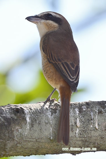 Braunwürger - Copyright Stefan Pfützke